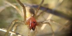 Cheiracanthium punctorium