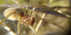 Cheiracanthium punctorium
