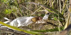 Cheiracanthium punctorium