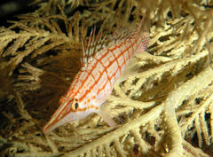 Oxycirrhites typus