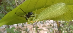 Eomantis