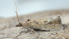 Epiblema grandaevana