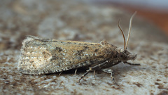 Epiblema grandaevana