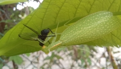 Eomantis