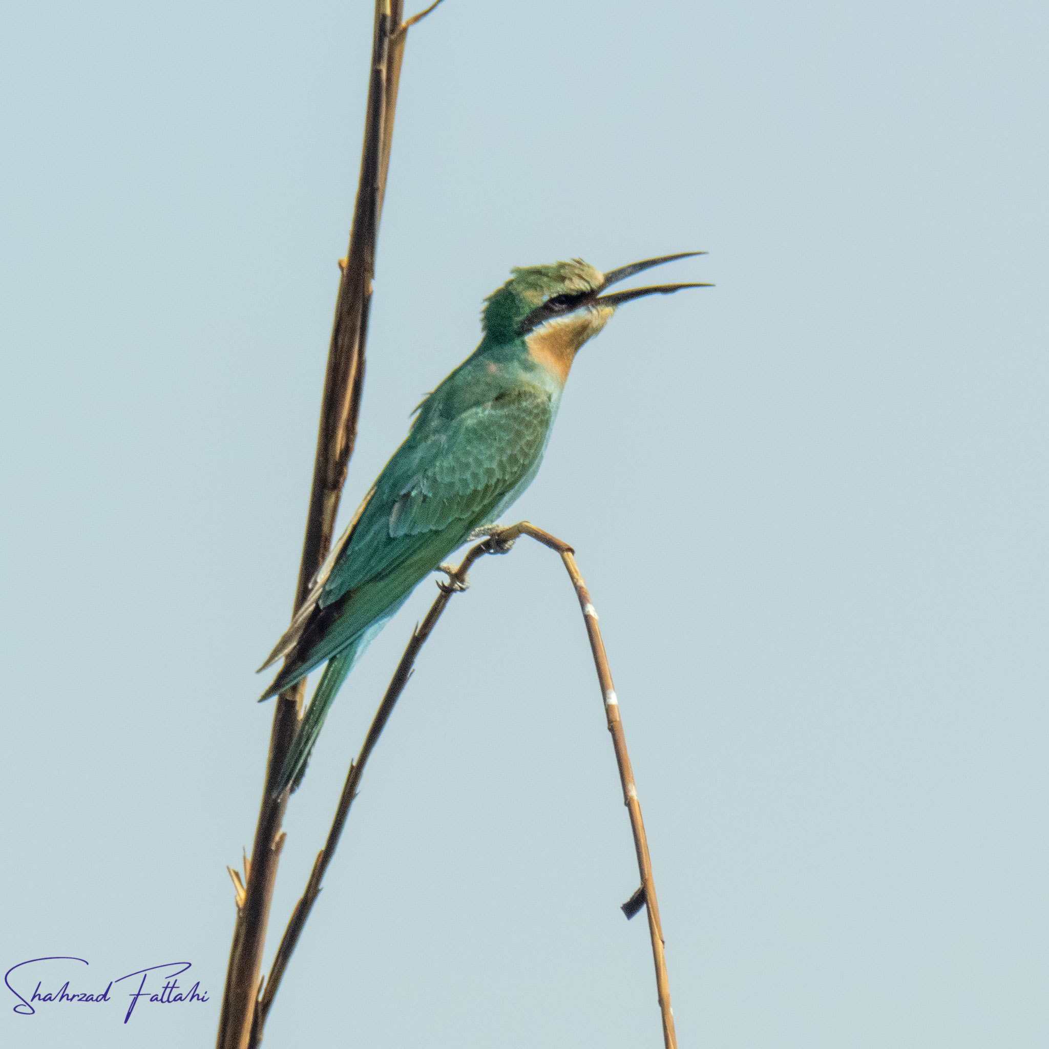 Blue-cheeked Bee-eater