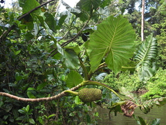 Montrichardia linifera