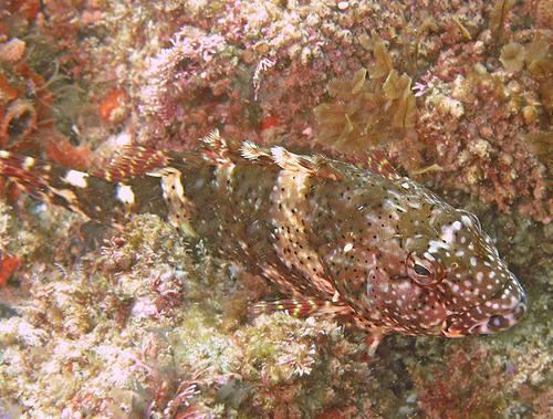 Spotted hawkfish (Cristacirrhitus punctatus) — Cirrhitidae
