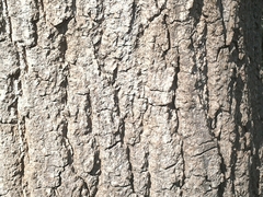 Quercus