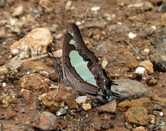 Polyura agraria
