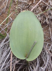 Eriospermum corymbosum