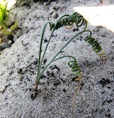 Gethyllis verticillata