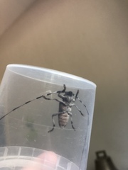 Acanthocinus aedilis