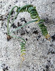 Gethyllis verticillata