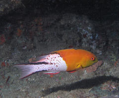 Bodianus anthioides