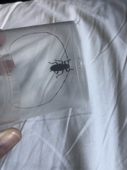 Acanthocinus aedilis