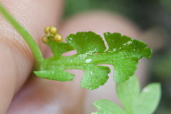 Botrychium crenulatum