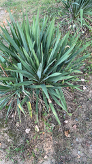 Yucca filamentosa
