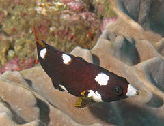 Bodianus axillaris