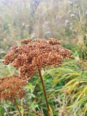 Selinum carvifolia