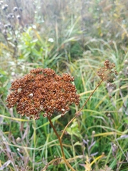 Selinum carvifolia