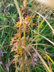 Selinum carvifolia