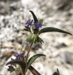 Trichostema rubisepalum