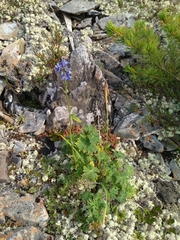 Delphinium brachycentrum