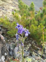 Delphinium brachycentrum