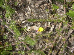 Aspalathus retroflexa bicolor