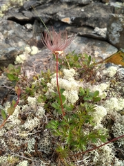 Sieversia pusilla
