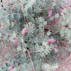 Prosopis farcta