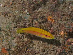 Bodianus bimaculatus