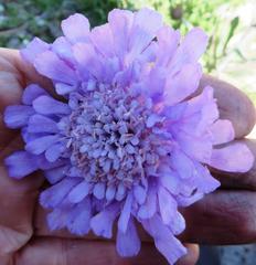 Scabiosa incisa