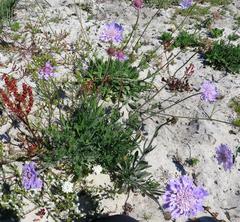 Scabiosa incisa