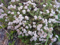 Crassula pruinosa
