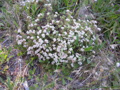 Crassula pruinosa