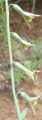 Dipcadi marlothii