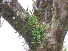 Bulbophyllum pectinatum