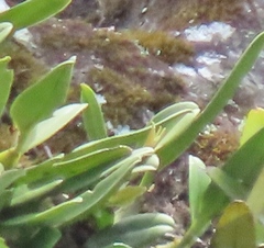 Bulbophyllum pectinatum