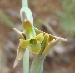 Dipcadi marlothii