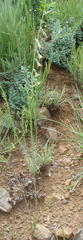 Dipcadi marlothii
