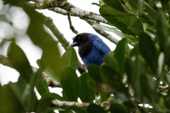 Cyanocorax caeruleus