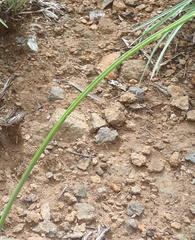 Dipcadi marlothii