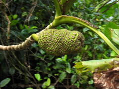 Montrichardia linifera