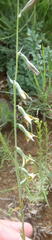 Dipcadi marlothii