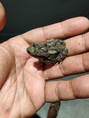 Duttaphrynus stomaticus