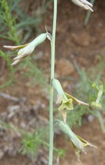 Dipcadi marlothii