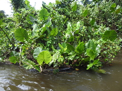 Montrichardia linifera