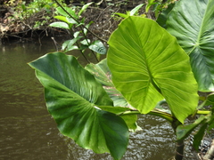 Montrichardia linifera