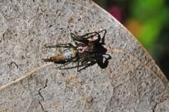 Paraverrucosa neglecta